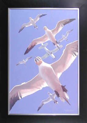Gannets